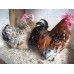 millefleur pekins